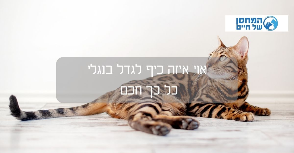 אוי איזה כיף לגדל בנגלי כל כך חכם 